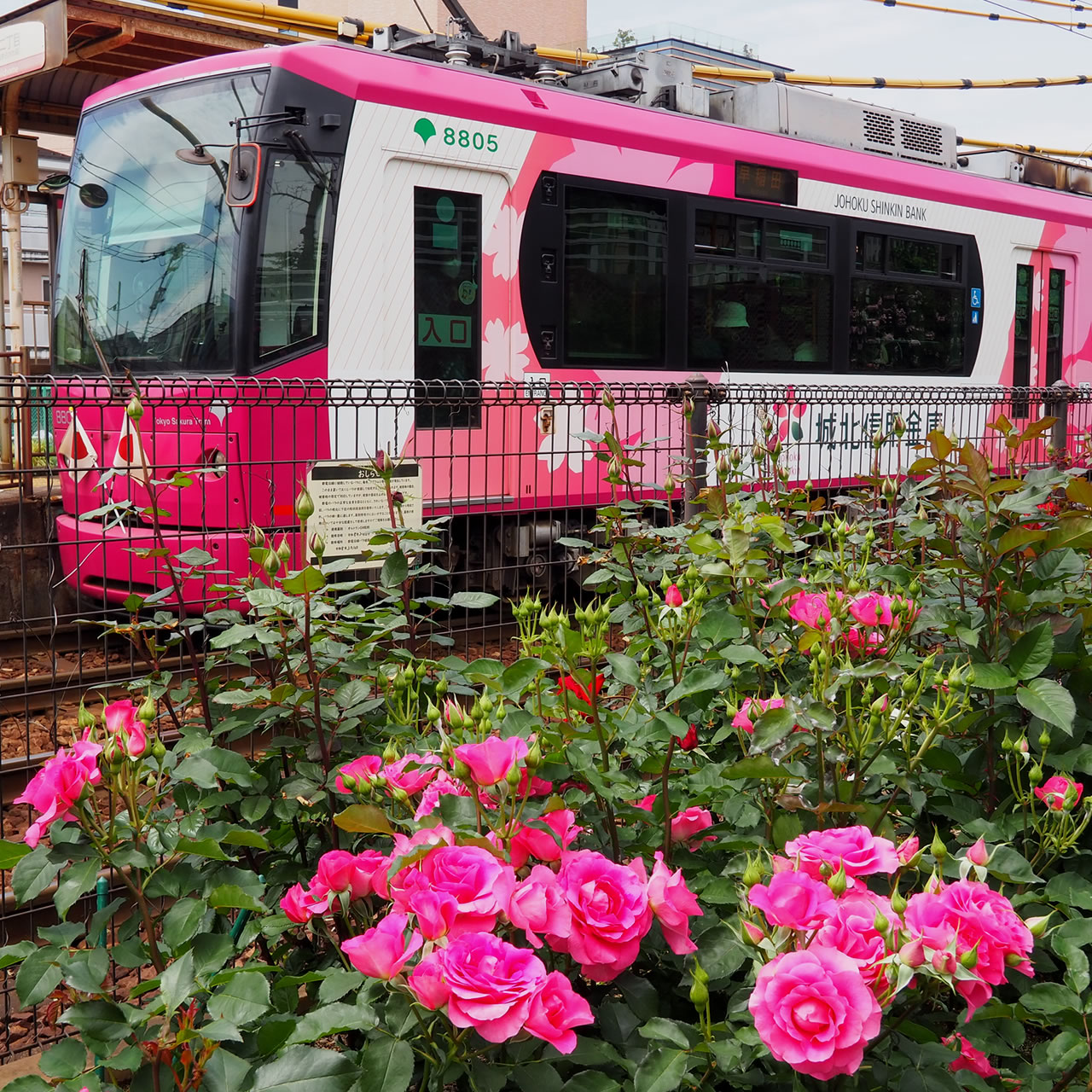 Toden Sakura Tram