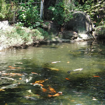 Pond at Atago-jinja