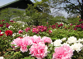 Peony flowers at Nishiarai-daishi temple