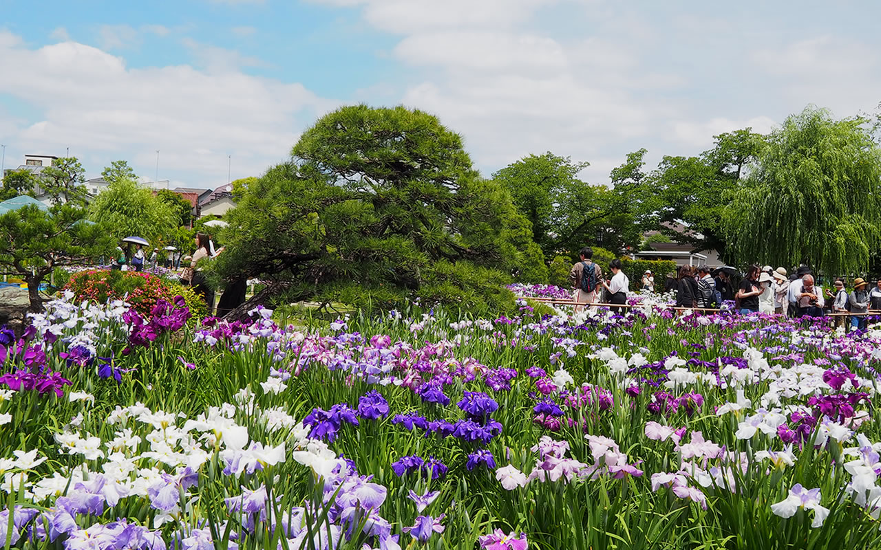 Horikiri Iris Garden