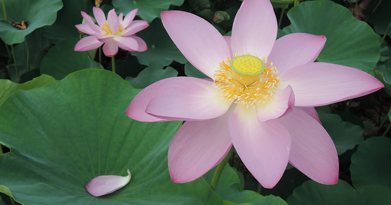 Lotus floer (Hasuno-Hana)