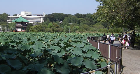 Shinobazu lotus pond