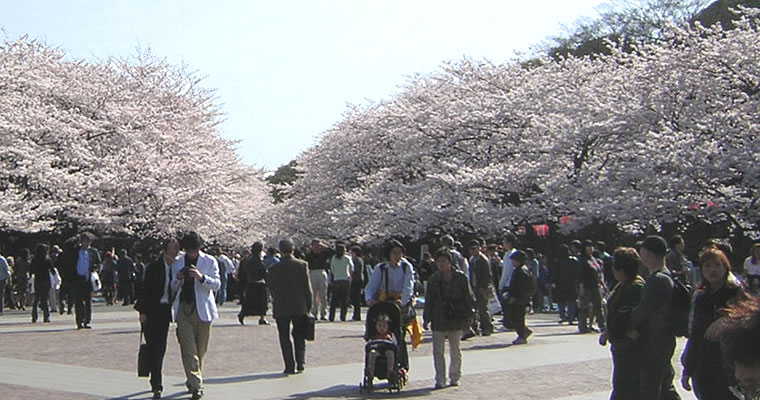 Sakura in Ueno Park